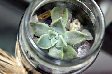Close up view of a glass artisan vase with the succulent, pink stone plant, composing the interior decoration of a house in the city of Sao Paulo, Brazil.