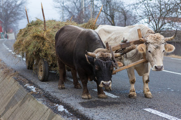 Oxen pulling a cart loaded with hay along a Romanian road. Hardy hardworking animals.