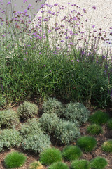 Moderne Gartengestaltung mit Gräsern und Stauden