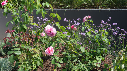Moderne Gartengestaltung mit Rosen, Gräsern und Stauden