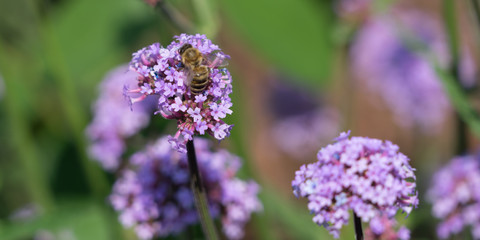 Endlich Frühling: Biene auf lila Blüten
