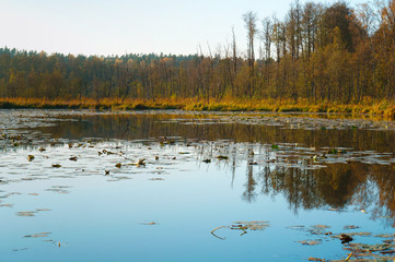 Autumn forest. Autumn in the Park. Yellow and red leaves on trees in autumn. A forest road.