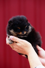 the dog breed pomeranian spitz