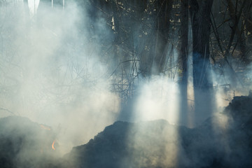 Fototapeta na wymiar After forest fire fog photo, sun effect, pollution concept