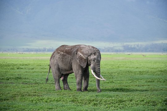 Elefant im Ngorongoro Krater