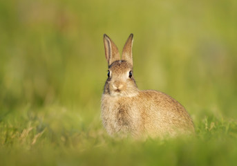 Close up of European Rabbit sitting in the grass