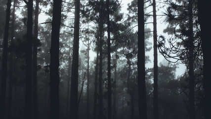 Fototapeta na wymiar Misty Forest