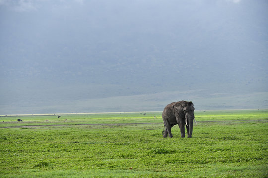 Elefant im Ngorongoro Krater