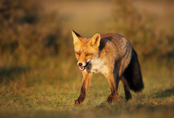 Close up of a Red fox standing in the meadow