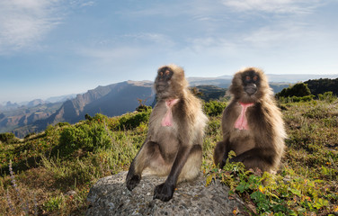 Close up of Gelada monkeys sitting in the mountains