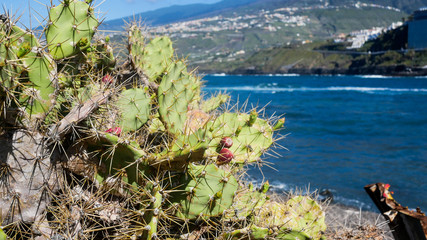 landscape with flowers