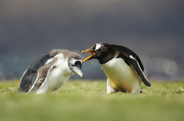 Gentoo penguin yelling at a chick for a poor behavior