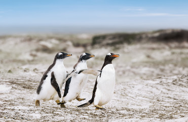 Obraz premium Gentoo penguin chicks chasing after the parent to be fed