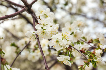 Obraz premium Beautiful blossoming tree branch outdoors