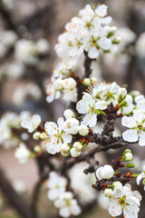 Beautiful blossoming tree branch outdoors