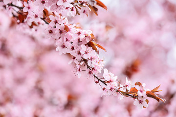 Beautiful blossoming branch on blurred background