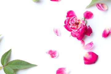 Fototapeta na wymiar Pink rose petals on white background.
