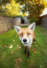 Close up of a red fox standing in the back garden