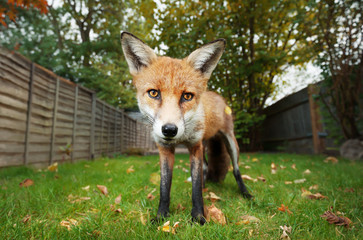 Close up of a red fox standing in the back garden in autumn