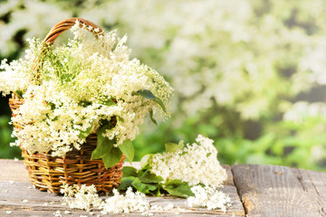 white flowers from elderberry in basket, copy space