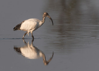 African sacred ibis