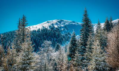 Winter forest of evergreen pine and fir trees in the foreground, snowy mountain peak in the background, clear blue sky on a bright sunny day