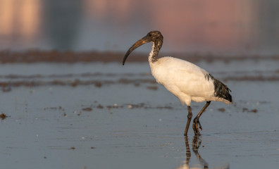 African sacred ibis
