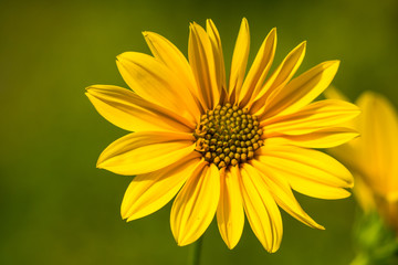yellow flower on green background