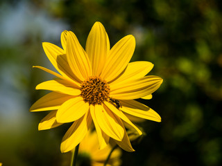 yellow flower