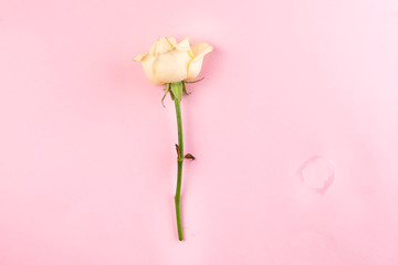 Beautiful single beige rose isolated on pink background, flat lay copy space