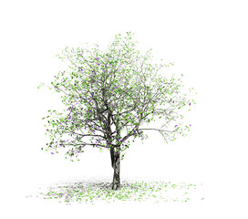 Obraz premium 3D rendering - A tree of plants isolated over a white background use for natural poster or wallpaper design, 3D illustration Design.