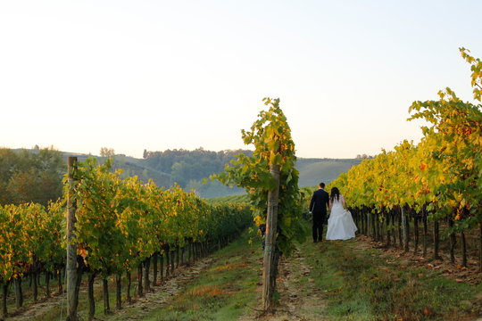 Beautiful wedding couple posing in vineyard