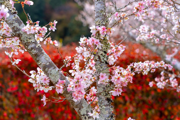 Closeup of pink sakura cherry blossom branches blooming on the tree trunk on red autumn trees background in Japan.