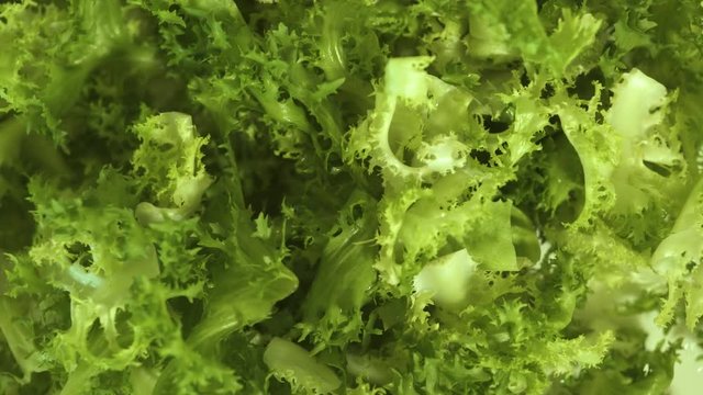 Green salad leaves background. Close up fresh frisee salad. Vegetarian organic food. Fitness and healthy nutrition. Vegan diet and vegetarian food concept