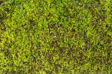 Close up of green moss on a rocks, landscape aspect