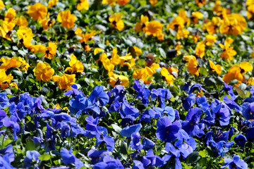 Blue and yellow viola flowers on a flowerbed, the colours of Ukrainian flag