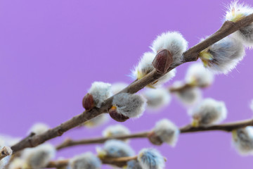 Branches of willow on a purple background, spring or Easter composition, copy space, postcard. Simple concept, macro photography.