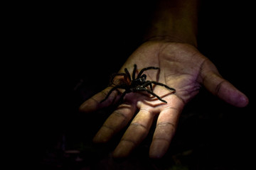 Tarántula