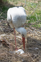 stork in the nest, with eggs. Veterinary "Ada" in Przemysl © Katarzyna