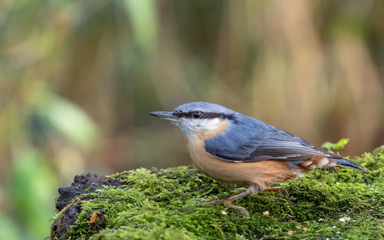 bird eating bird seed
