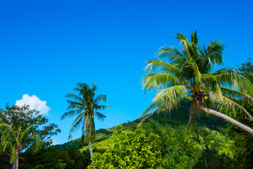 Fototapeta na wymiar Topical beach and coconut palm trees