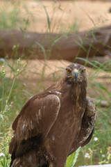 Steppe Eagle (Aquila nipalensis) standing on the ground showing off its sharp beak and yellow eyes in the Al Ain Zoo, UAE.