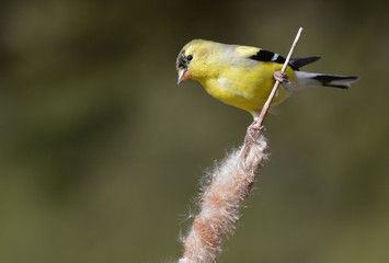 American Goldfinch
