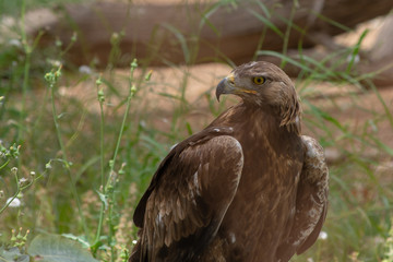 Steppe Eagle (Aquila nipalensis) standing on the ground showing off its sharp beak and yellow eyes in the Al Ain Zoo, UAE.