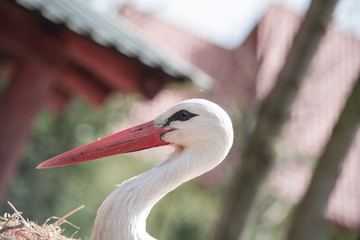 stork in the nest, with eggs. Veterinary 