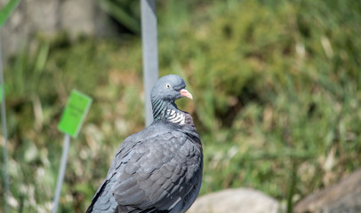 pigeon on a background