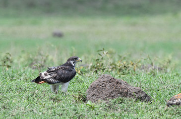 Augur Buzzard