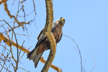 Yello billed Kite