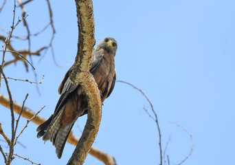 Yello billed Kite