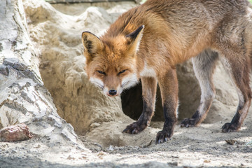 red fox vulpes vulpes